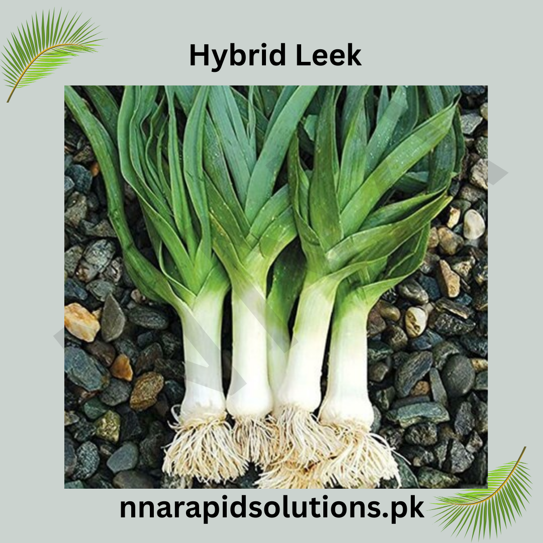 Hybrid Leek Seeds  Premium Winter Vegetable for Pakistan