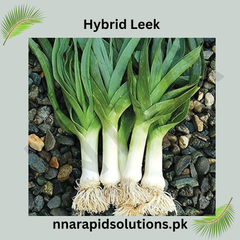 Hybrid Leek Seeds  Premium Winter Vegetable for Pakistan