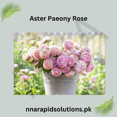 Aster Paeony Rose Seeds in Pakistan  Large Seasonal Rose-Pink Blooms