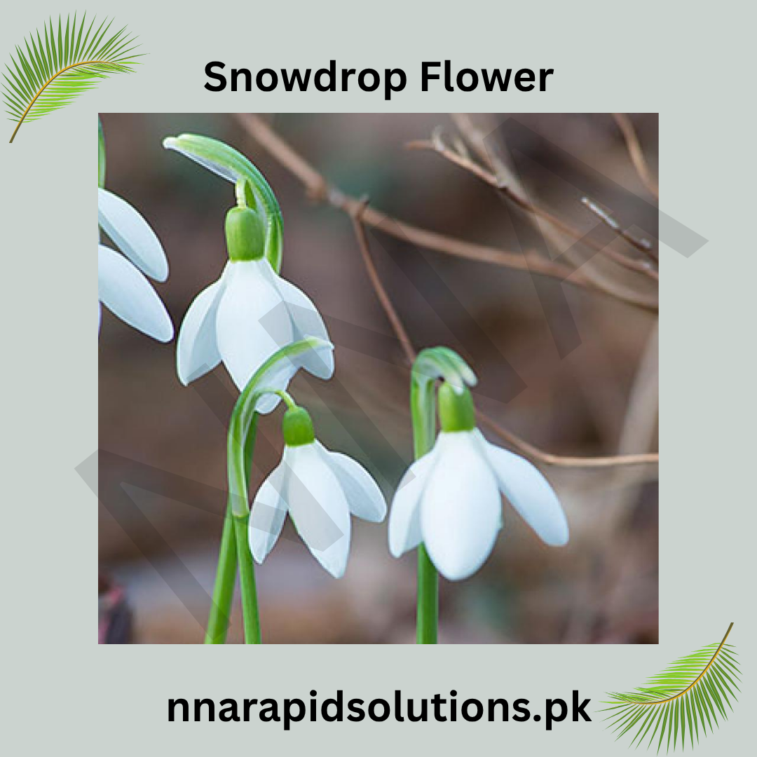 Snowdrop Flower Bulb  The First Sign of Spring
