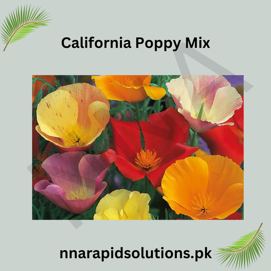 California Poppy Mix Seeds in Pakistan  Colorful Seasonal Flowering Plants