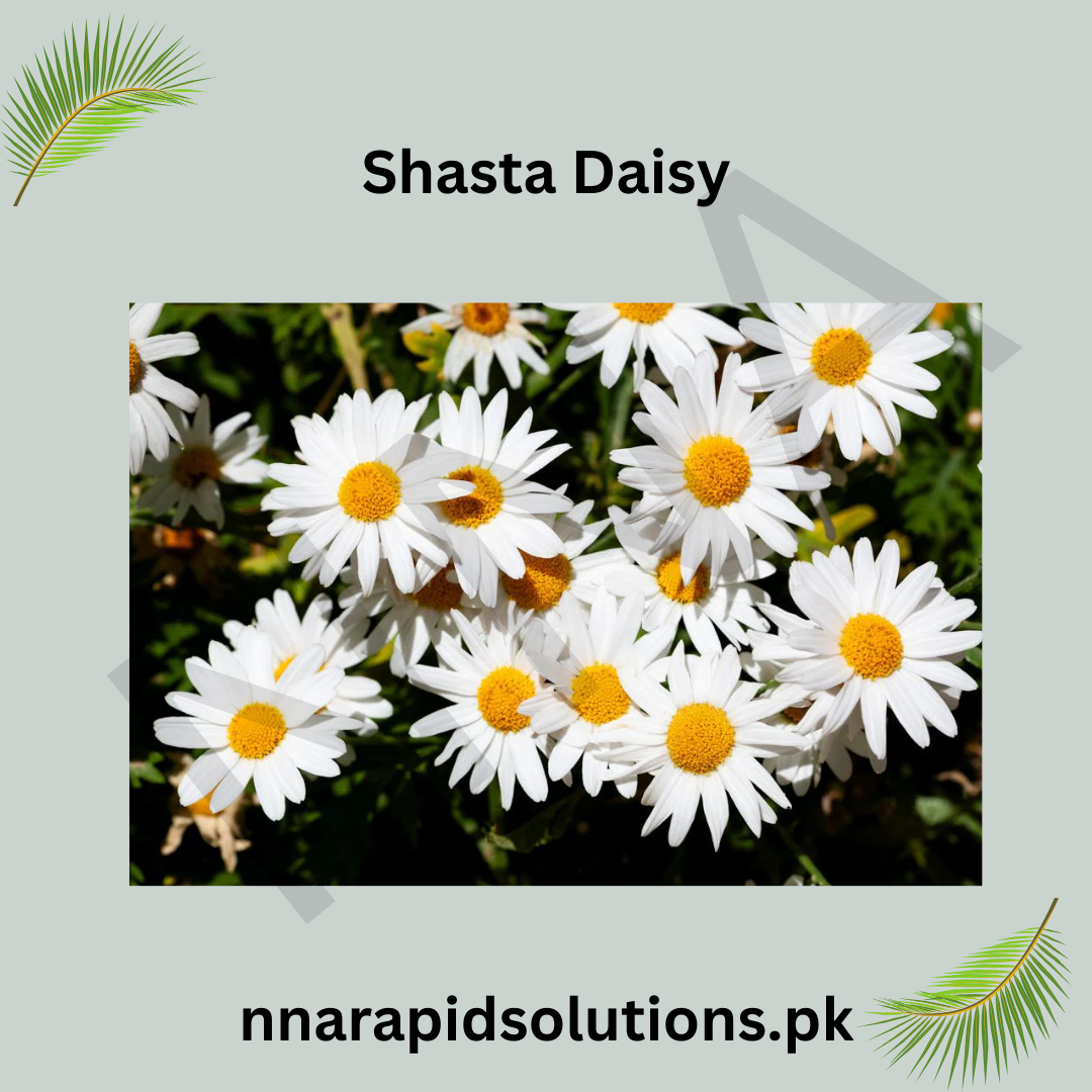 Shasta Daisy Seeds in Pakistan  Classic White and Yellow Blooming Flowers