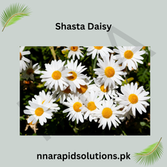 Shasta Daisy Seeds in Pakistan  Classic White and Yellow Blooming Flowers