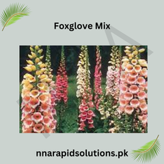 Foxglove Mix Seeds in Pakistan  Tall Spikes of Seasonal Colorful Flowers