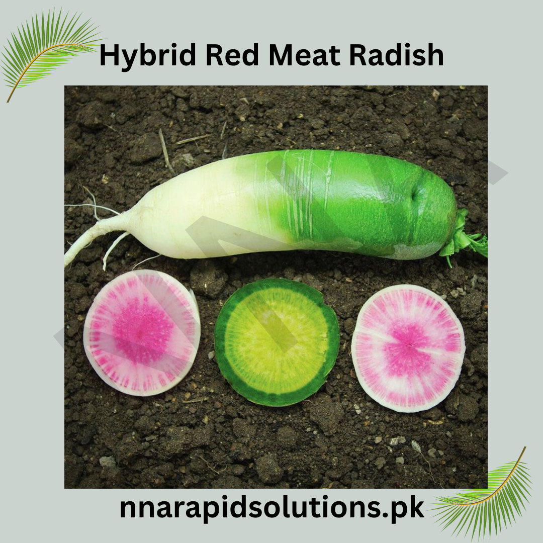 Hybrid Red Meat Radish Seeds  Exotic Winter Vegetable with Crisp Flavor