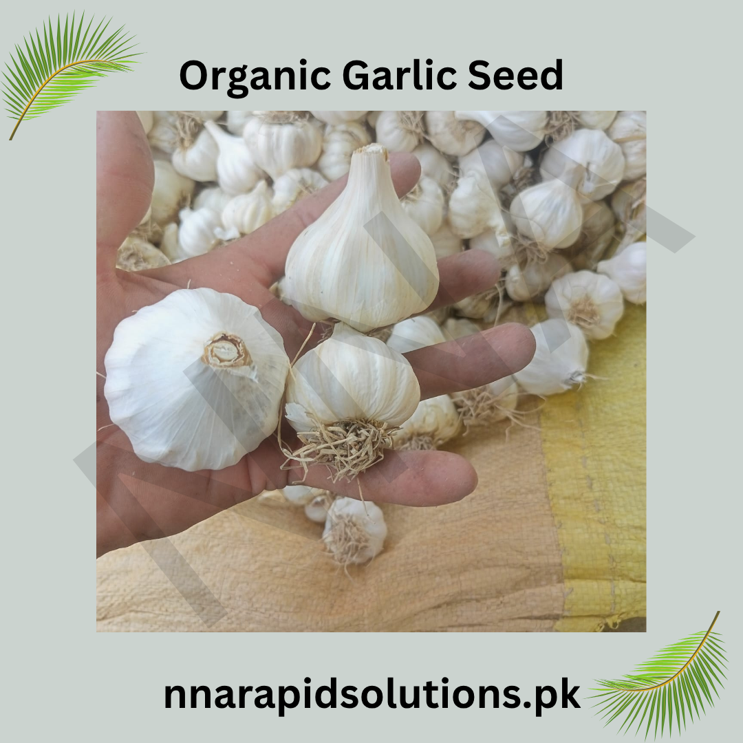 Organic Garlic (Lehsun) Seeds  Premium Quality for High Yield (Per Kg)