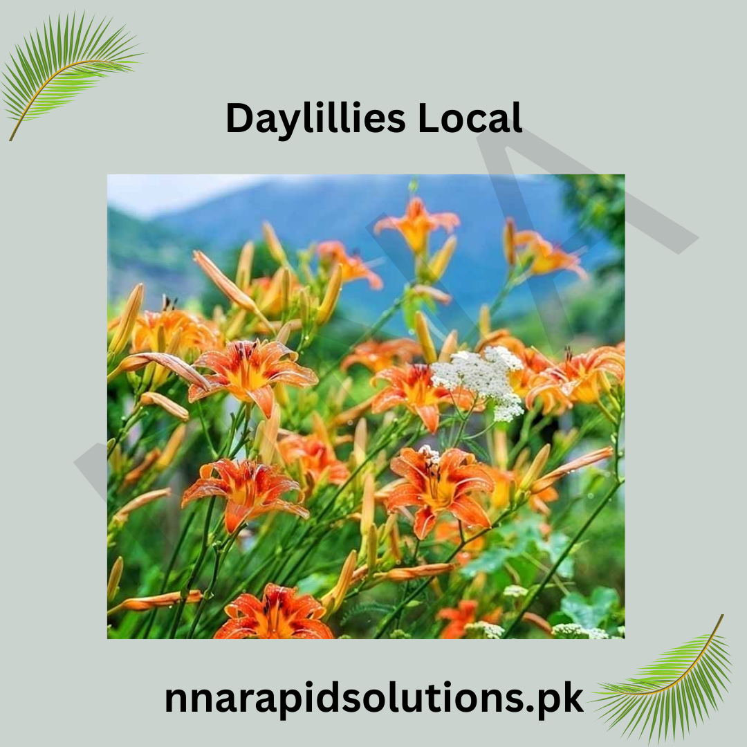 Day Lily 1 Bulb (Common) | Hardy Perennial Flower for Pakistan Gardens