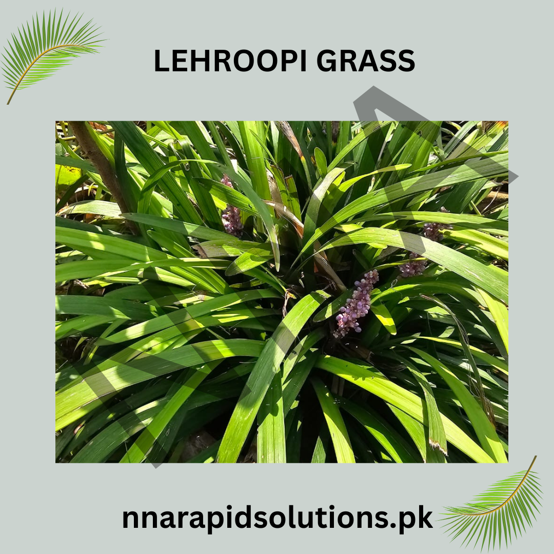 Lehroopi Grass  Natural Lawn & Ground Cover