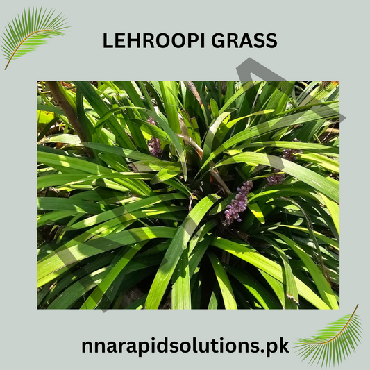 Lehroopi Grass  Natural Lawn & Ground Cover