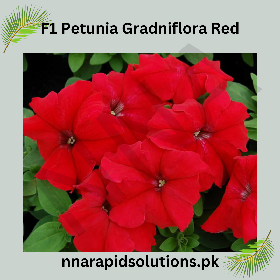 F1 Petunia Grandiflora Red Seeds in Pakistan  Hybrid Large Blooms for Winter Gardens