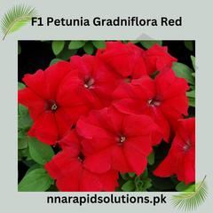 F1 Petunia Grandiflora Red Seeds in Pakistan  Hybrid Large Blooms for Winter Gardens