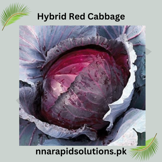Hybrid Red Cabbage Seeds  Nutritious & Colorful Winter Vegetable