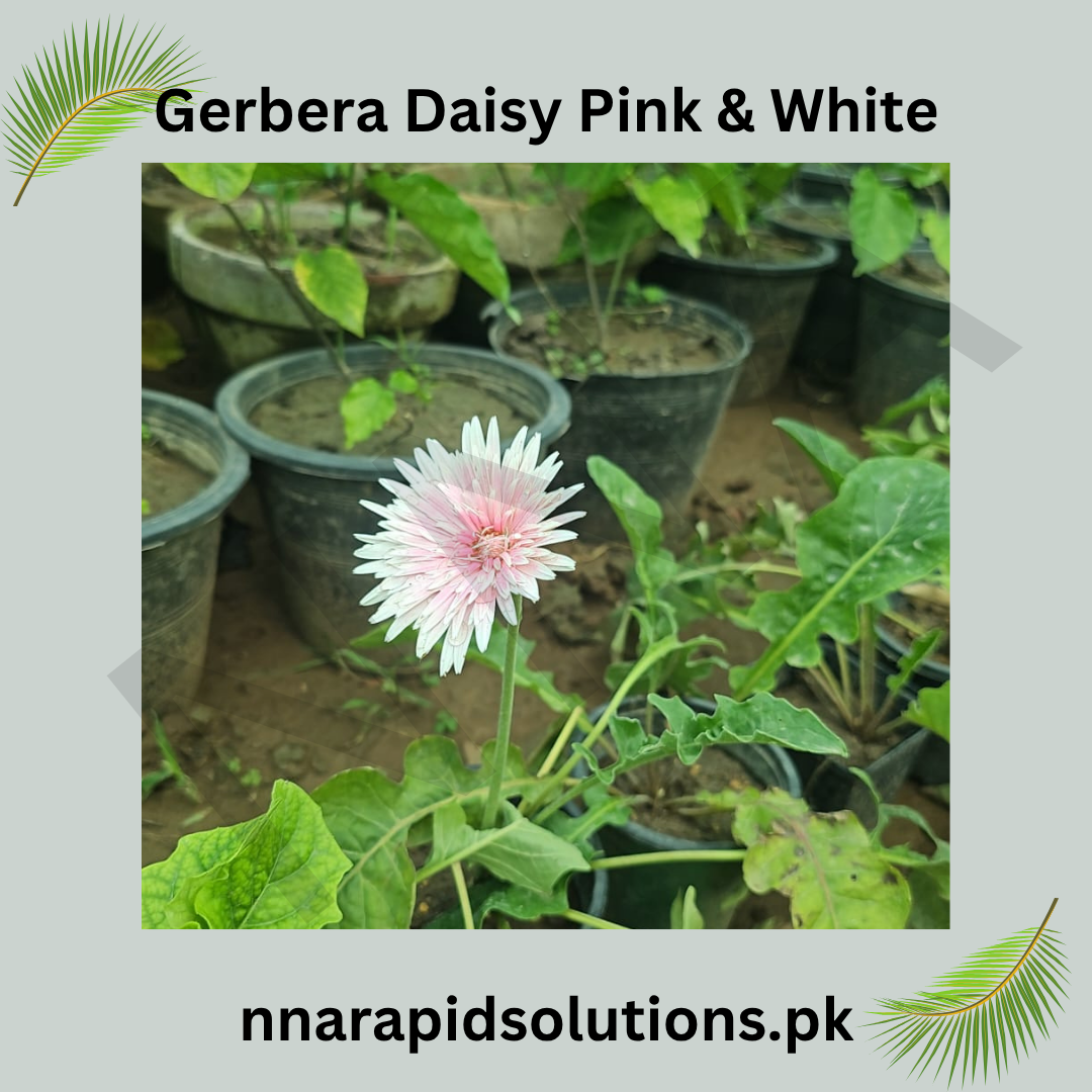 Gerbera Daisy Plant  Pink & White (Dual Tone Premium Variety)