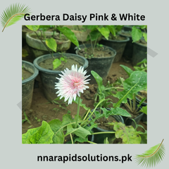 Gerbera Daisy Plant  Pink & White (Dual Tone Premium Variety)