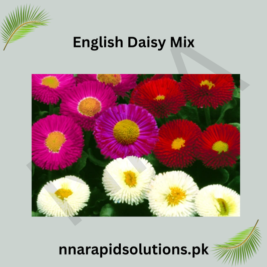 English Daisy Mix Seeds in Pakistan  Charming Seasonal Flowering Plants