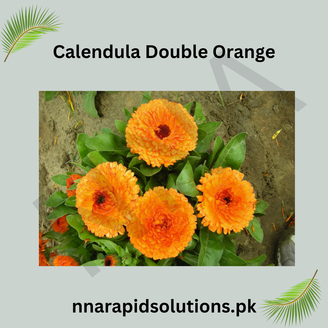 Calendula Double Orange Seeds in Pakistan  Bright Seasonal Orange Flowers