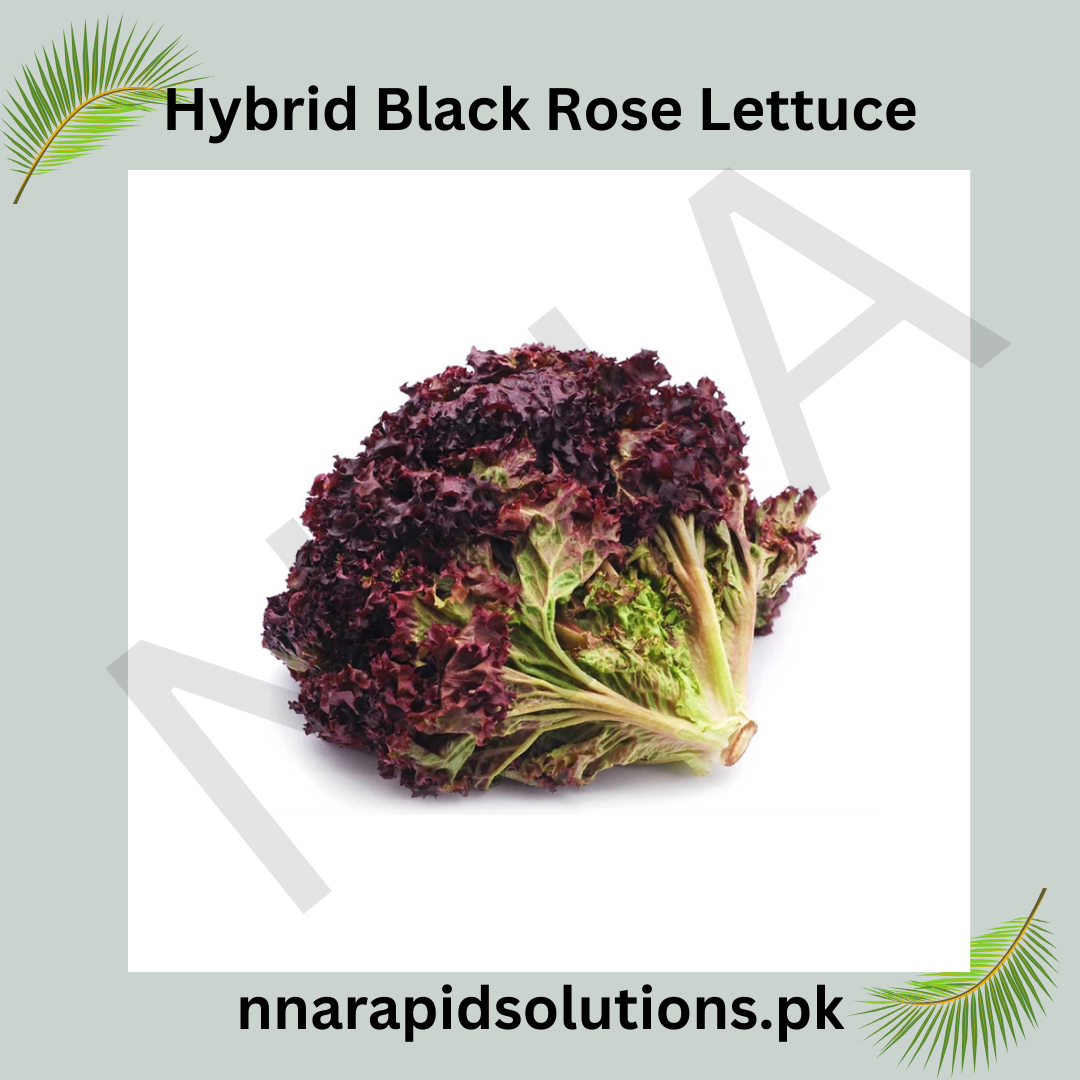 Hybrid Black Rose Lettuce Seeds  Exotic & Nutrient-Rich Salad Green
