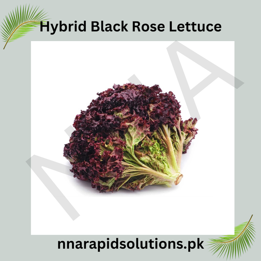 Hybrid Black Rose Lettuce Seeds  Exotic & Nutrient-Rich Salad Green
