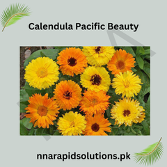 Calendula Pacific Beauty Seeds in Pakistan  Multi-Color Seasonal Flowering Plants