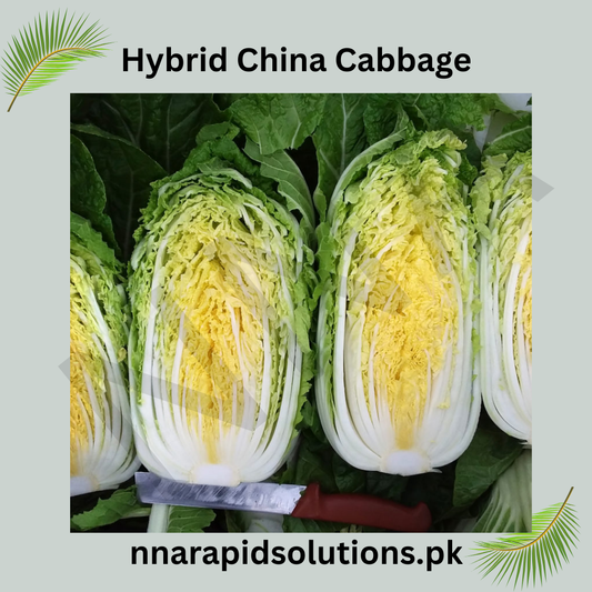 Hybrid China Cabbage Seeds  Crisp, Fast-Growing & Nutritious
