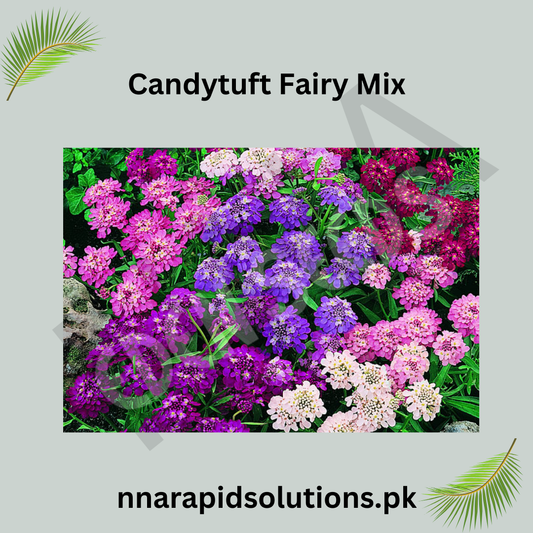 Candytuft Fairy Mix Seeds in Pakistan  Fragrant Seasonal Flowering Plants