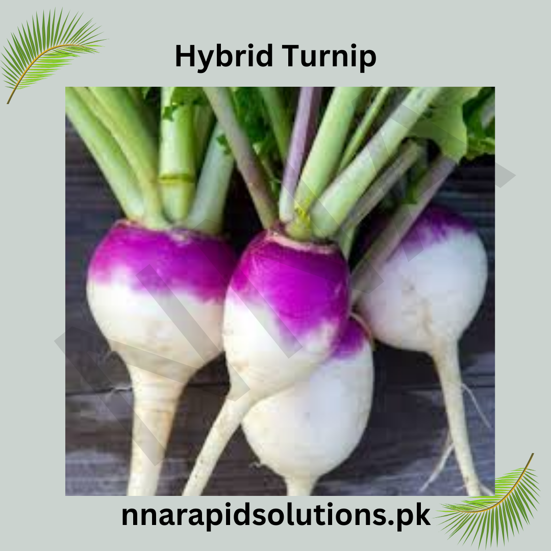 Buy Hybrid Turnip Seeds (Shaljam)  Fast-Growing Winter Vegetable in Pakistan