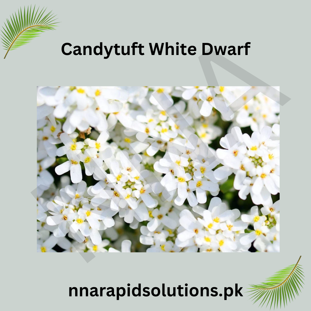 Candytuft White Dwarf Seeds in Pakistan  Compact White Fragrant Flowers