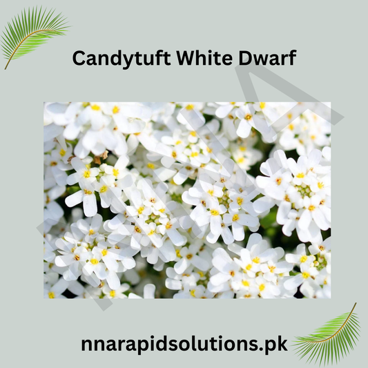 Candytuft White Dwarf Seeds in Pakistan  Compact White Fragrant Flowers