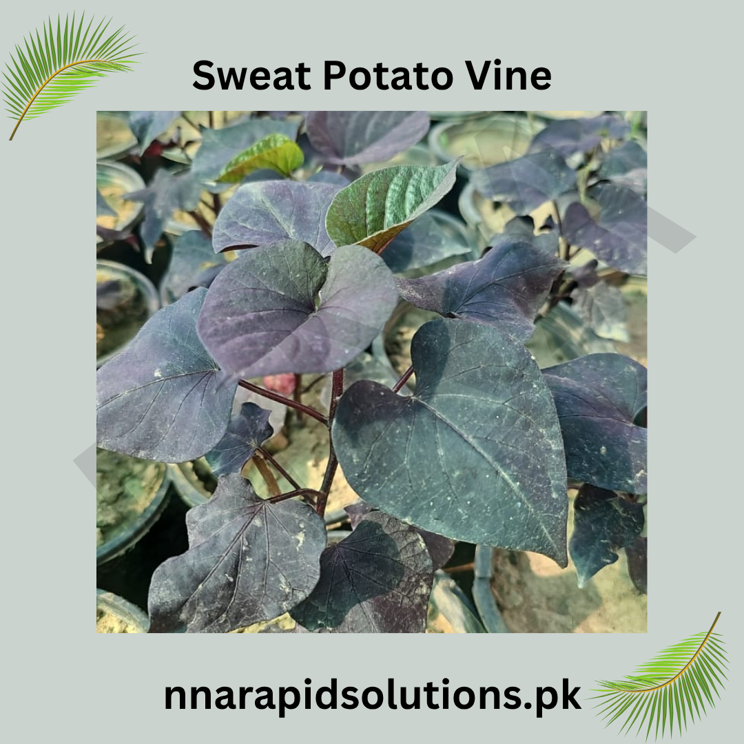 Sweet Potato Vine (Small Plant)  Vibrant Foliage for Home & Garden