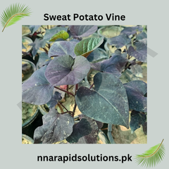 Sweet Potato Vine (Small Plant)  Vibrant Foliage for Home & Garden