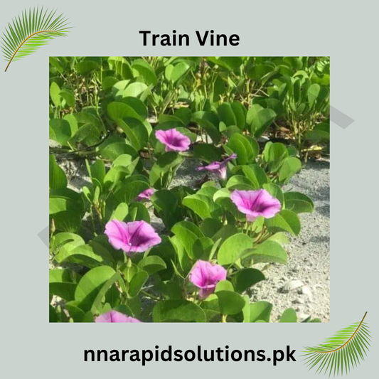 Train Vine Plant  Fast-Growing Decorative Climber for Home & Garden