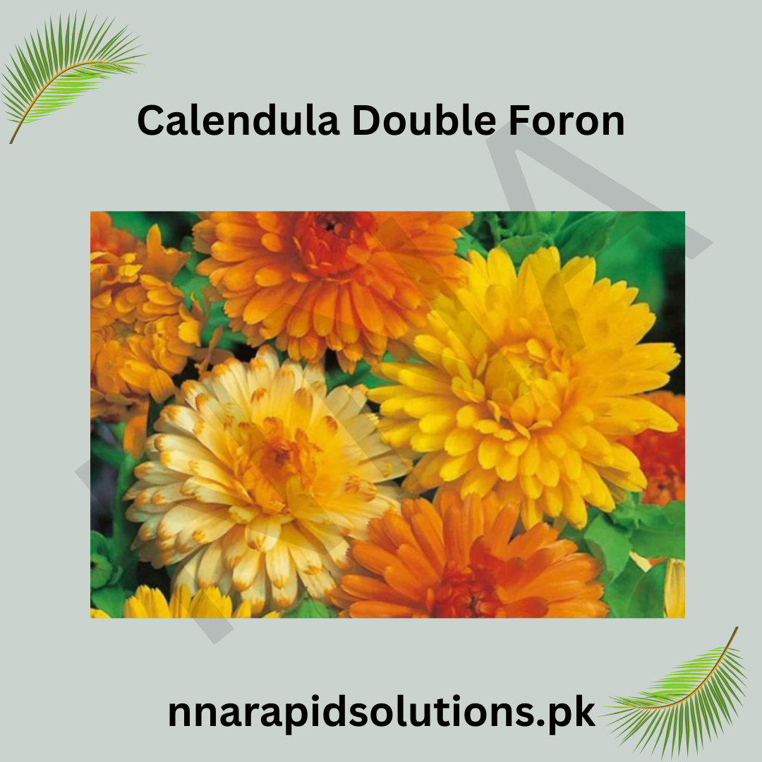 Calendula Double Foron Seeds in Pakistan  Bright Seasonal Orange Double Flowers
