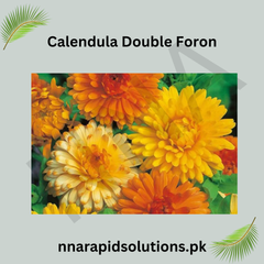 Calendula Double Foron Seeds in Pakistan  Bright Seasonal Orange Double Flowers