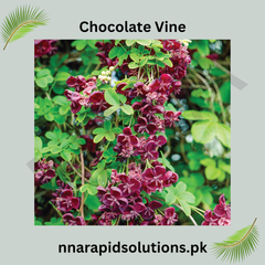 Chocolate Vine Plant (Akebia quinata)  Fragrant Flowering Climber for Home & Garden
