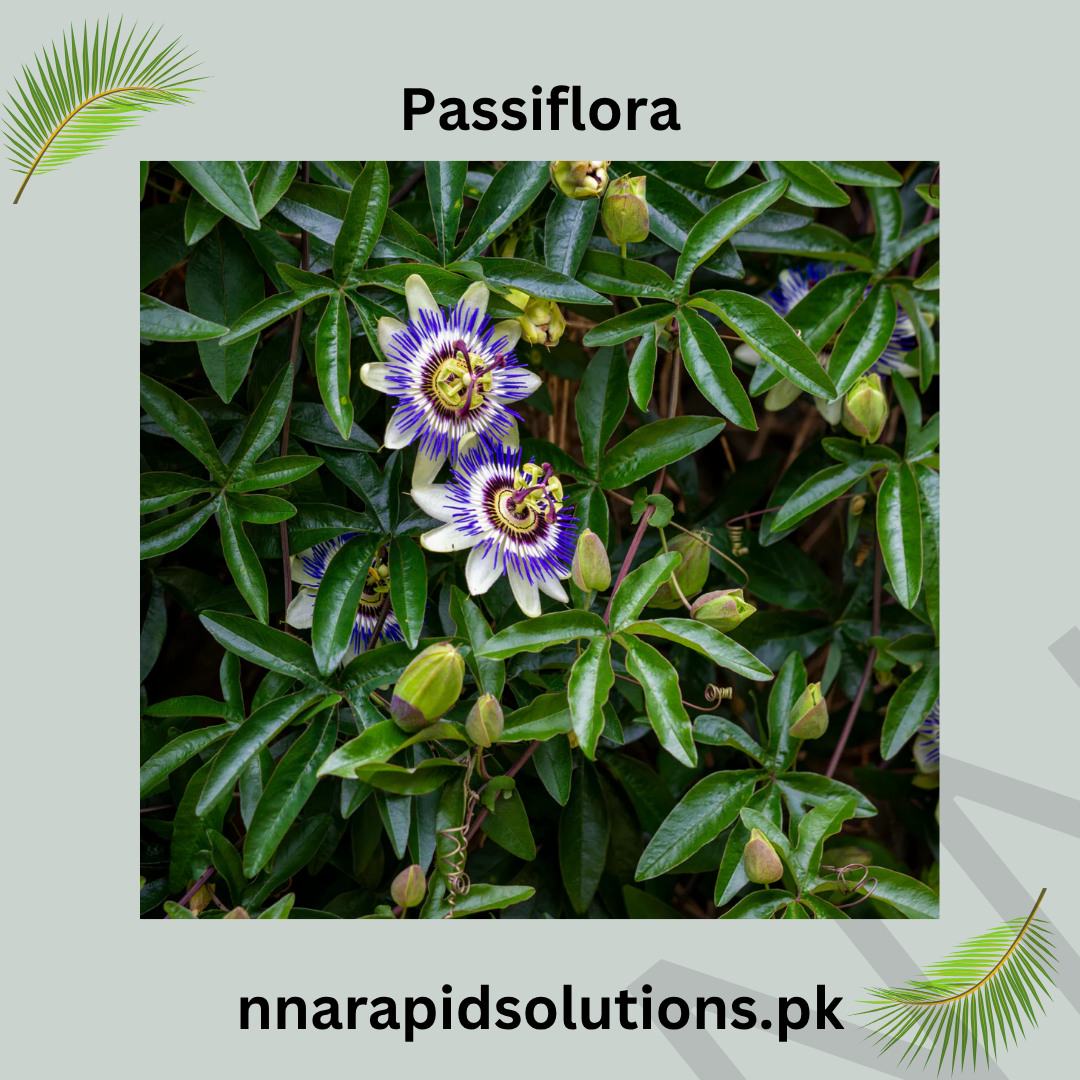 Passiflora Vine Plant (Purple) in Pakistan  Exotic Passion Flower for Gardens