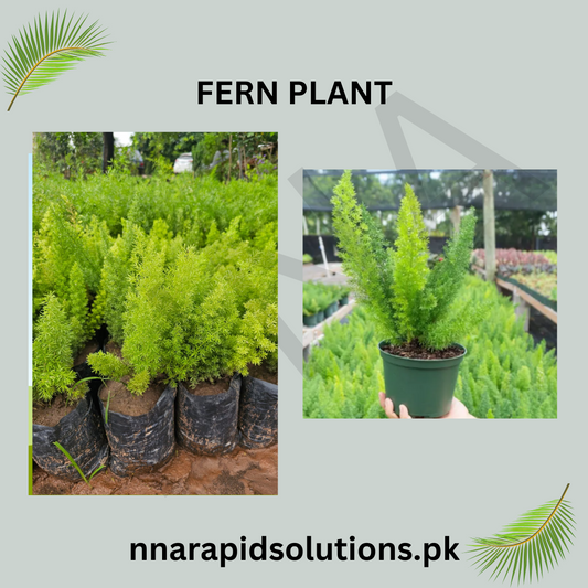 Fern Plant  Elegant Green Foliage for Indoors & Outdoors