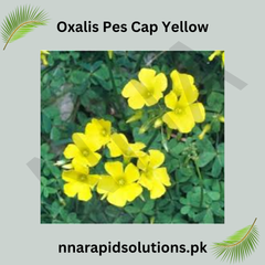 Oxalis Pes-Caprae Yellow Bulb  Cheerful, Easy-to-Grow Flowering Bulbs