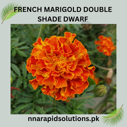 French Marigold Double Shade Dwarf Seeds in Pakistan  Two-Tone Compact Flowering Plants