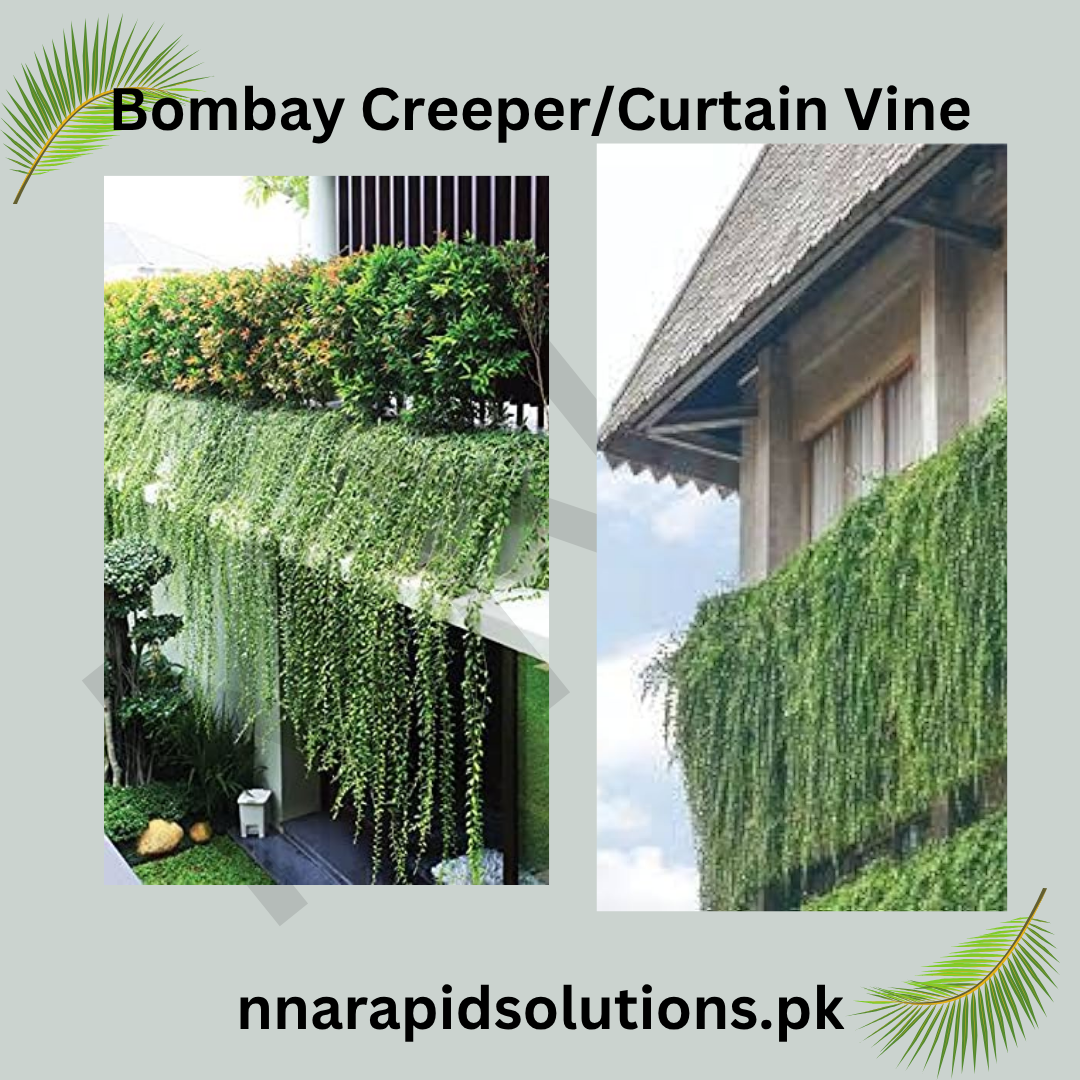 Bombay Creeper Plant | Fast-Growing Flowering Climber