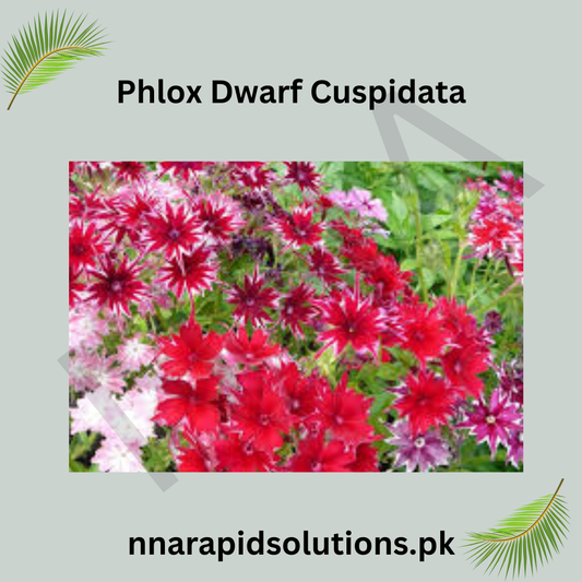 Phlox Dwarf Cuspidata Seeds in Pakistan  Compact Seasonal Colorful Flowers
