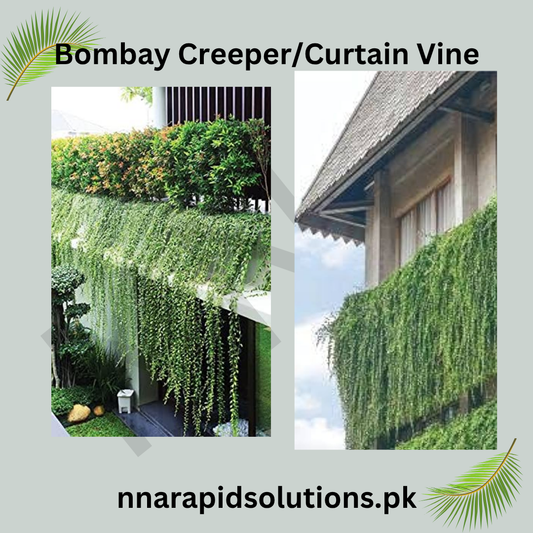 Bombay Creeper Plant | Fast-Growing Flowering Climber