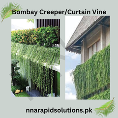 Bombay Creeper Plant | Fast-Growing Flowering Climber