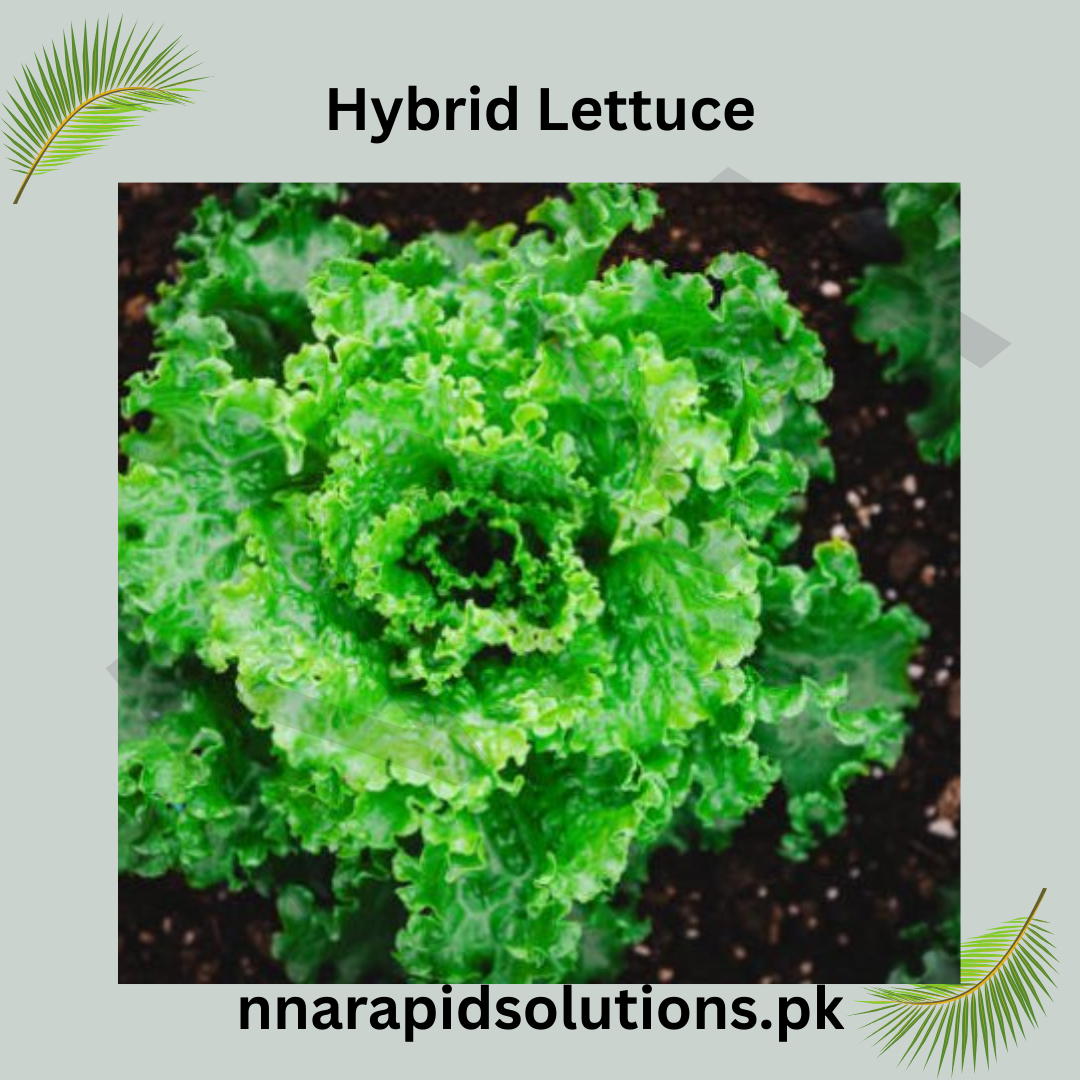 Hybrid Green Leafy Lettuce Seeds (Salad Pata)  Imported, Fast-Growing Variety for High Yield
