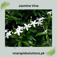 Chambeli Bail (Jasmine Vine) | Fragrant Flowering Climber