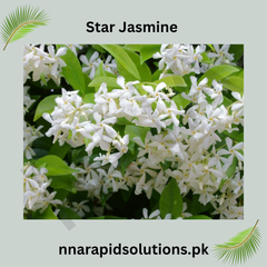Star Jasmine Plant  Fragrant Evergreen Climber for Home & Garden