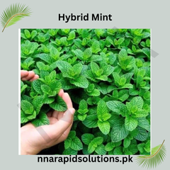 Hybrid Podina (Mint) Seeds  Fast-Growing, Aromatic Herb for High-Yield Gardening