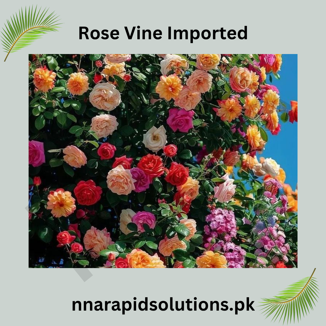 Imported Rose Vine in Pakistan  Climbing Fragrant Rose for Trellises & Fences