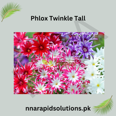 Phlox Twinkle Tall Seeds in Pakistan  Star-Shaped Seasonal Flower Mix