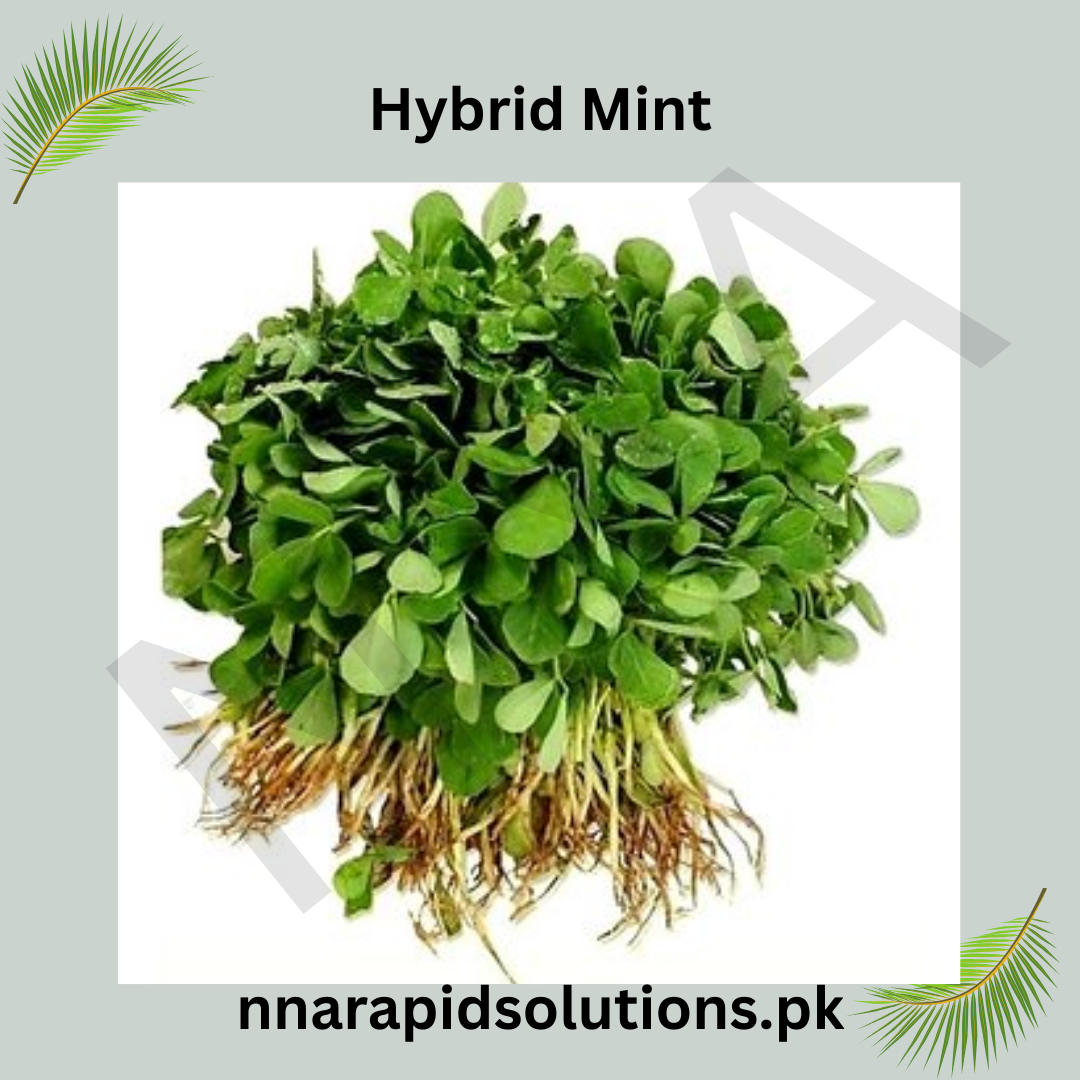 Hybrid Meethi Seeds  Fast-Growing Fenugreek for High Yield
