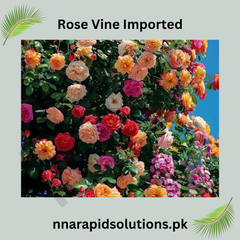 Imported Rose Vine in Pakistan  Climbing Fragrant Rose for Trellises & Fences